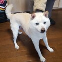 お父さん犬そっくり♪おだやかなコタロウ