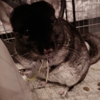 里親募集中(条件あり)