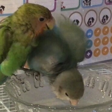 水浴びするぐぅ&ずぅ