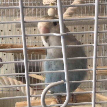 ぐりんぴーすの写真