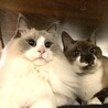 の写真