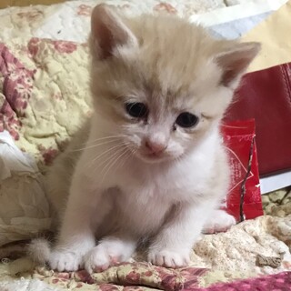 おてんばな白茶？の猫ちゃん