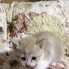 おてんばな白茶？の猫ちゃん サムネイル2
