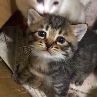 やんちゃなとら猫ちゃん