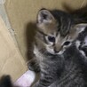 やんちゃなとら猫ちゃん サムネイル2