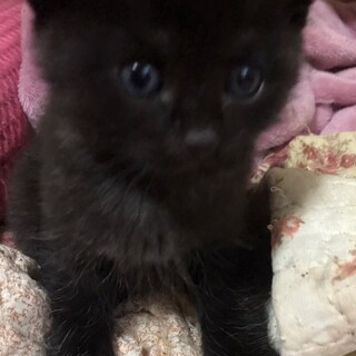 おちゃめな黒猫ちゃん
