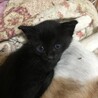 おちゃめな黒猫ちゃん サムネイル2