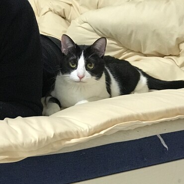 なかなか譲渡先に悩みましたが。結局うちの息子に譲渡したハチワレのペコちゃん。結局　