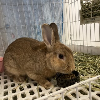 人懐っこいミニうさぎ
