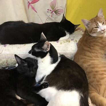 ここで里親募集したけど応募がなくて結局私がみんな引き取りました。大変だけど仕方ない頑張らなきゃ