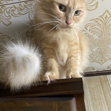 昨年譲渡した子。すごく大事にしてもらってるみたいで嬉しいです