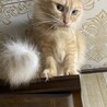昨年譲渡した子。すごく大事にしてもらってるみたいで嬉しいです