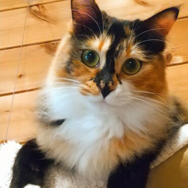 昨年3月に譲渡した子。里親様からよく写真を送ってくれて大切に育てて貰ってるので嬉しいです