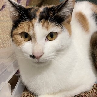 おかっぱ三毛   お膝のります  ランちゃん