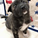抱っこ大好き甘えたボーイ♥️野犬にも家族を