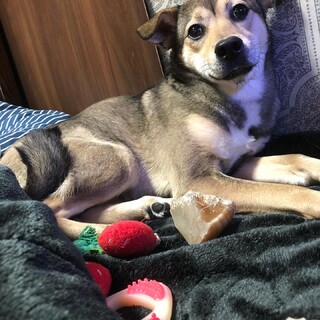 怖がりです。しずちゃん