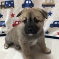 おっとりタレ目の鼻グロボーイ♥️野犬にも家族を
