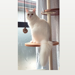 綺麗な長毛♡ミミィちゃん♡