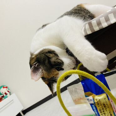 今日のおやつはどれにしよかな