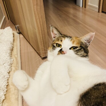 なんか用かにゃ？