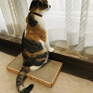 いつもと違う窓からの景色