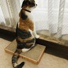 いつもと違う窓からの景色