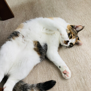 ばぁばの実家でもごろりんするよ