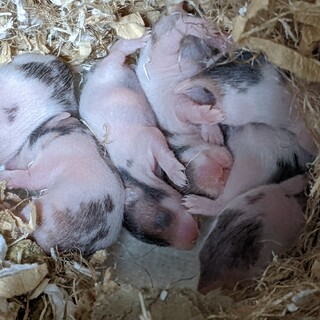 ゴールデンハムスターの赤ちゃん