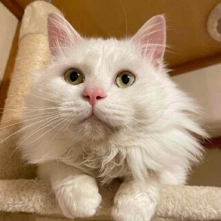 めちゃめちゃ甘えんぼう福くん