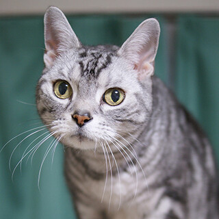 二枚目アメショ・性格もGOO！ふぶき君