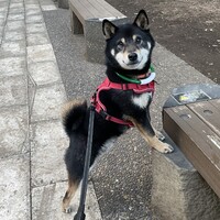 ふじまる