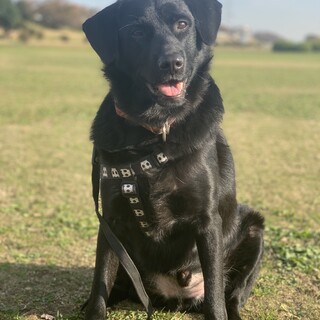 ほぼ黒ラブ！甘えん坊な3歳30kgの男の子！