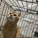 急募！イケメン茶トラ君にチャンスをください！