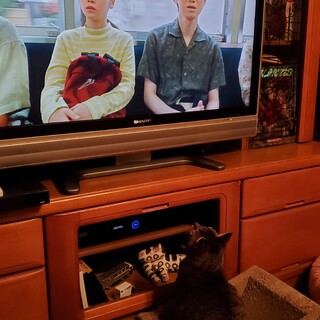 人にも猫にもフレンドリーなペロちゃん