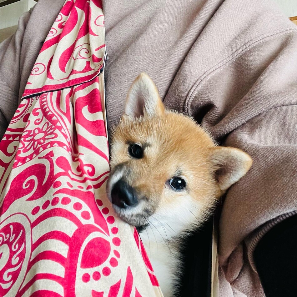 こむぎのカバー写真