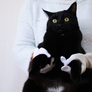 ★一時停止中★抱っこが大好き小熊みたいな☆うに君