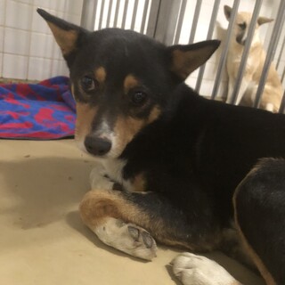 3月4日期限の男の子です