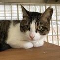 フレンドリーな小さめおんなのこ　サリーちゃん