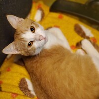 チャイ