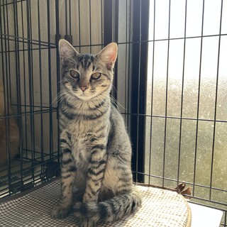 ビビリのエレン君