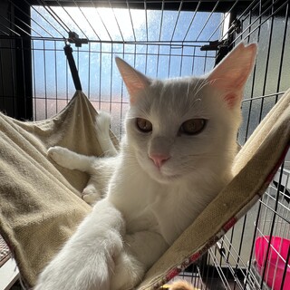 慎重なタイプだった、がっくん