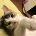 避妊手術済み
