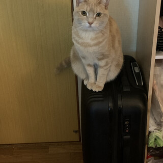 【アメリカンショートヘア】女の子　去勢済み　二歳