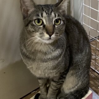 人も猫も大好き甘えたの女の子