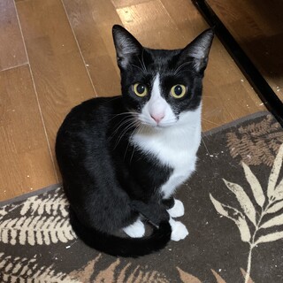 かっこいいタキシード姿の男の子