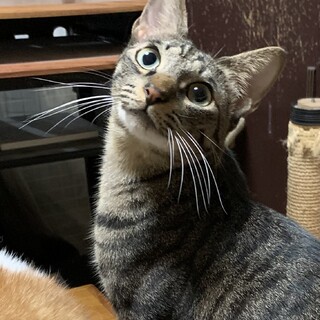 甘えたのイケメンさん