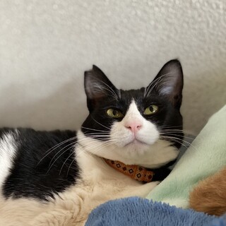 人馴れ抜群、強面タキシードねこ♂
