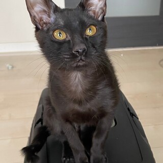 神社兄妹　運動神経抜群！黒猫　かすが♂