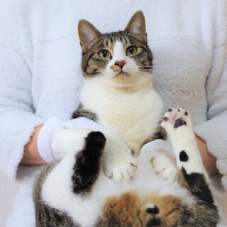 ★一時停止中★お膝が大好きな甘えん坊☆チップ君