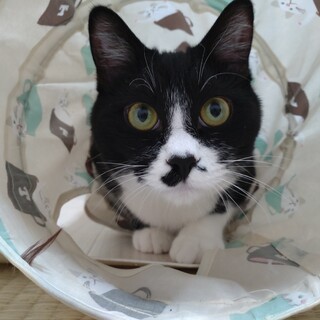 好奇心旺盛！　片髭の ムッチリボディ　レモン♂